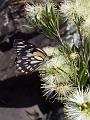 Butterfly on Callistemon, Dangar Falls IMGP0783